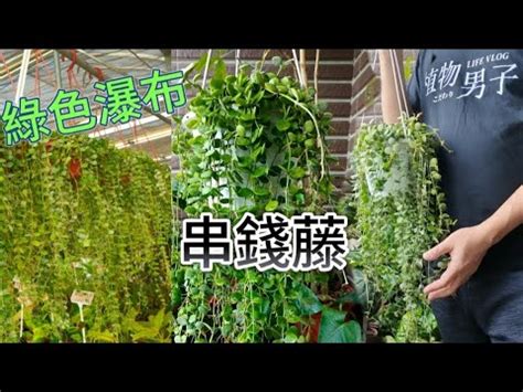 串錢藤水培|【串錢藤水培】串錢藤水培秘笈：3分鐘看懂四步驟，輕鬆養出綠。